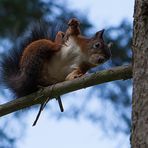 Das Eichhörnchen (Sciurus vulgaris), regional auch Eichkätzchen