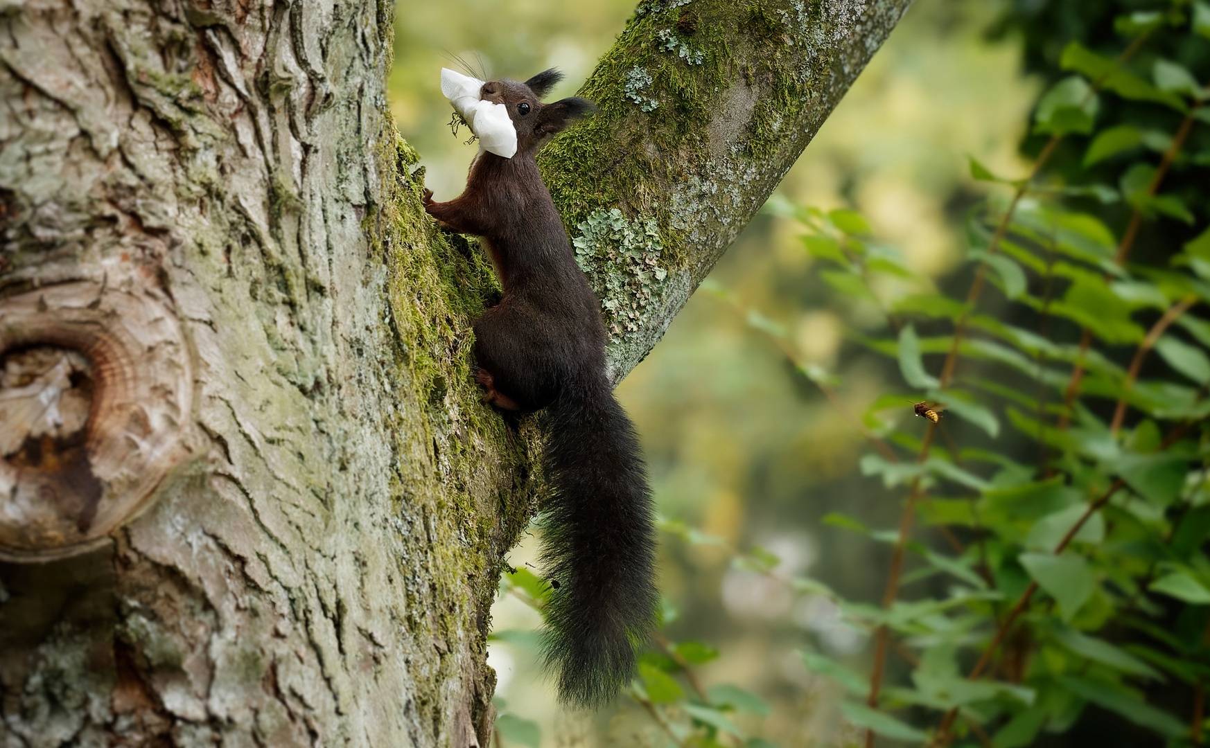 Das Eichhörnchen sorgt schon mal vor.....