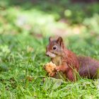 Das Eichhörnchen und der Apfelbutzen..