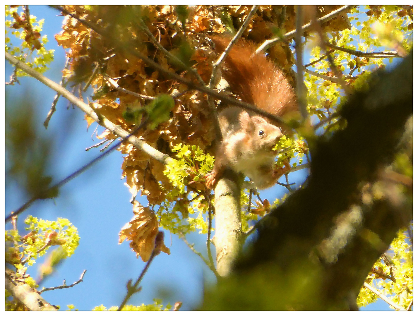 Das Eichhörnchen vor dem Kobel