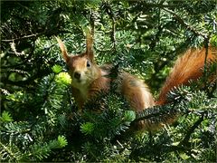 Das Eichhörnchen war genauso erstaunt,wie ich,als ich es entdeckte...