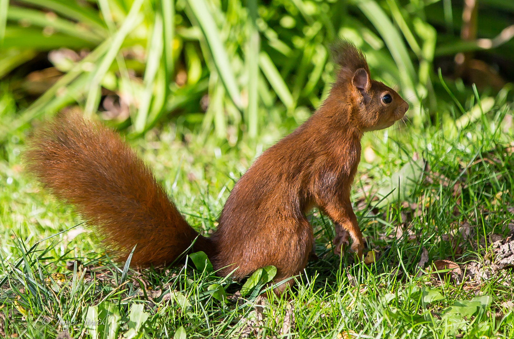 Das Eichhorn im Garten