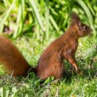 Das Eichhorn im Garten