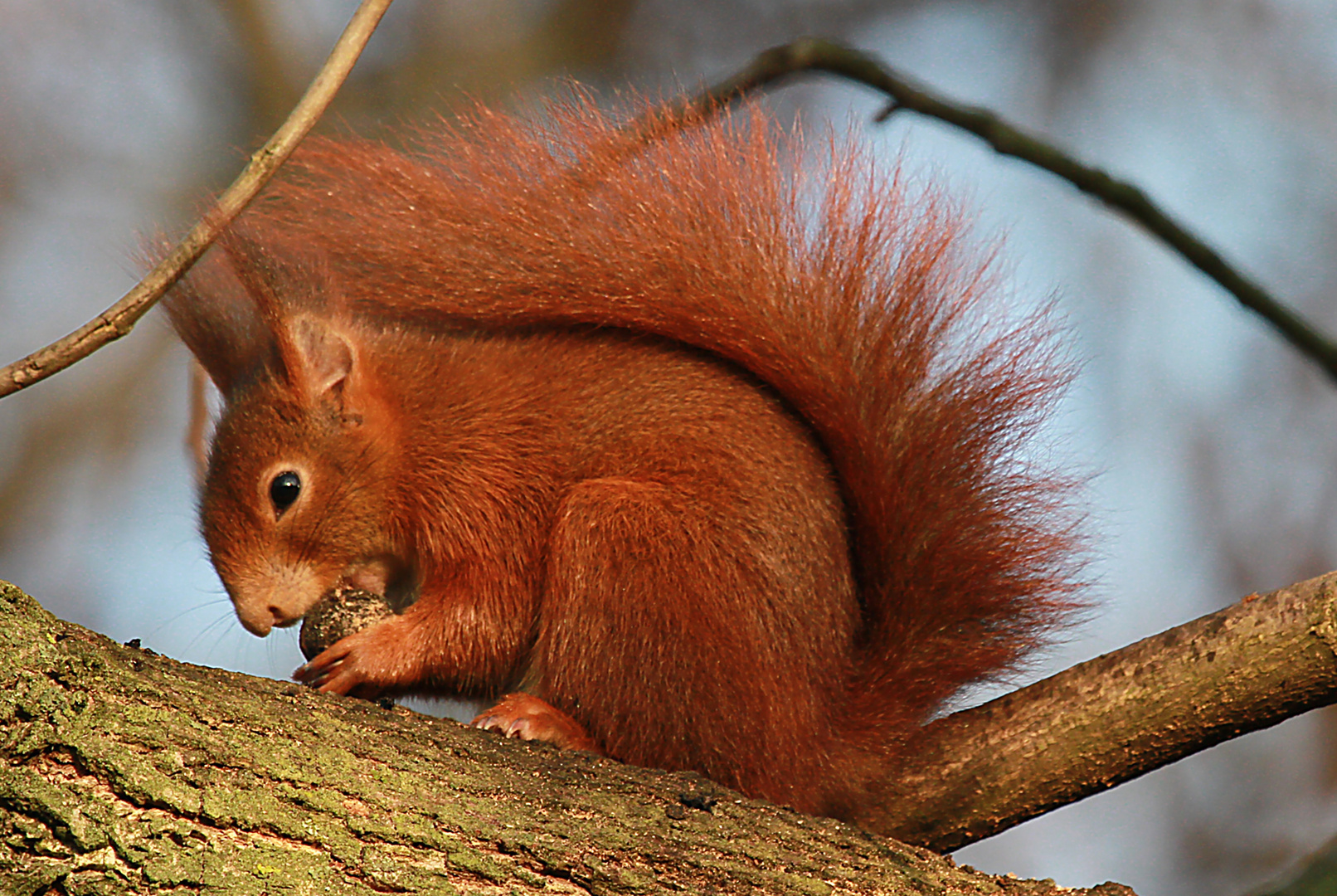 Das Eichörnchen