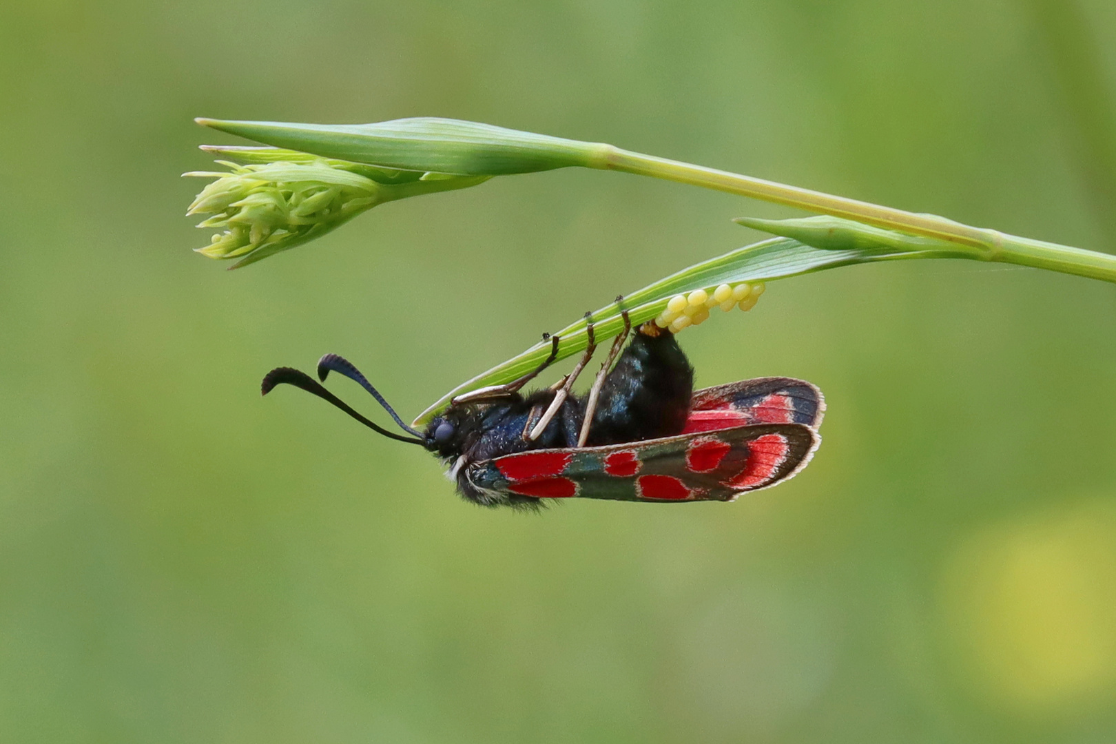 Das eierlegende Widderchen...