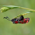 Das eierlegende Widderchen...