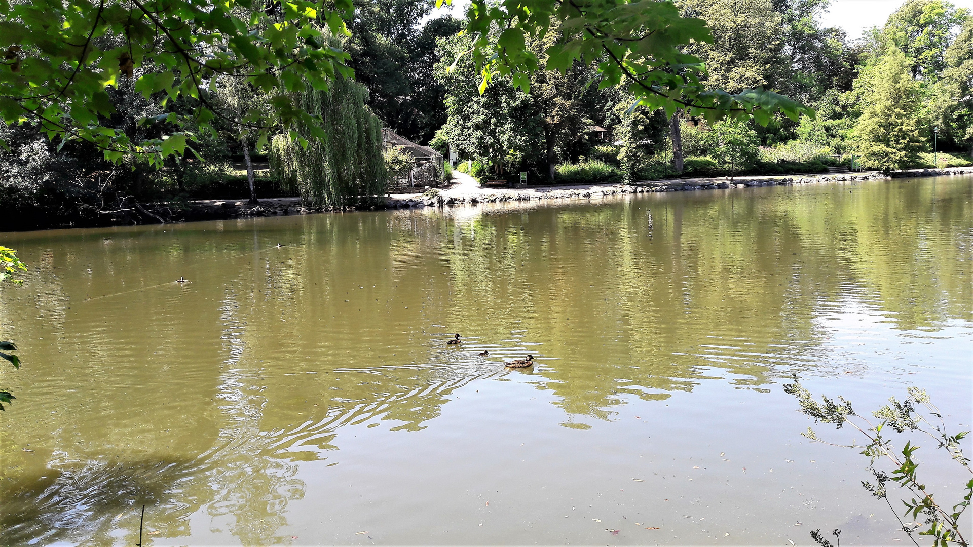 Das eifrig tauchende Entlein im Röhrensee