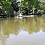 Das eifrig tauchende Entlein im Röhrensee