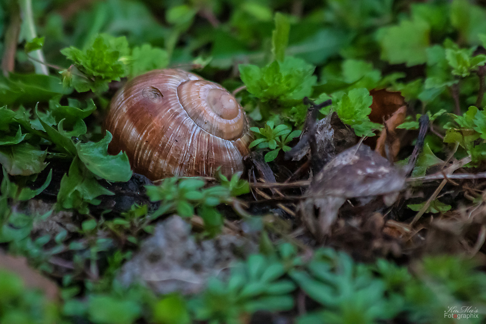 Das (Einfamilien)Häuschen