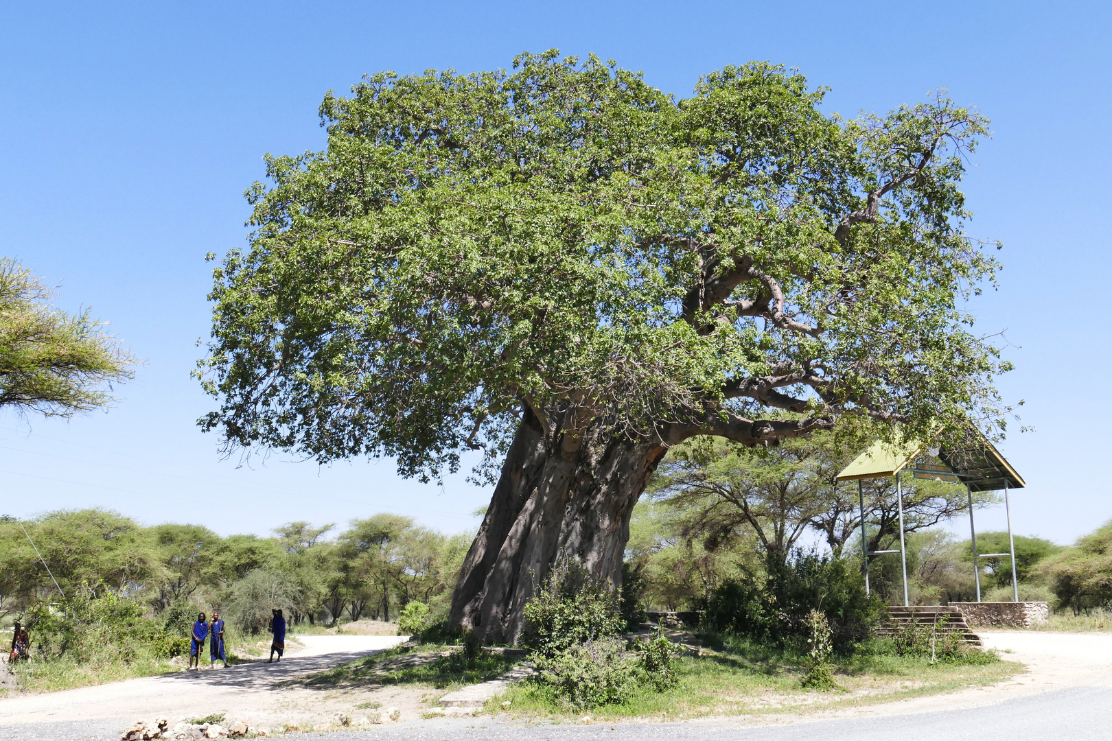 ...das Eingangstor zum Tarangire NP mit riesigem Baobab...