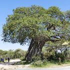 ...das Eingangstor zum Tarangire NP mit riesigem Baobab...