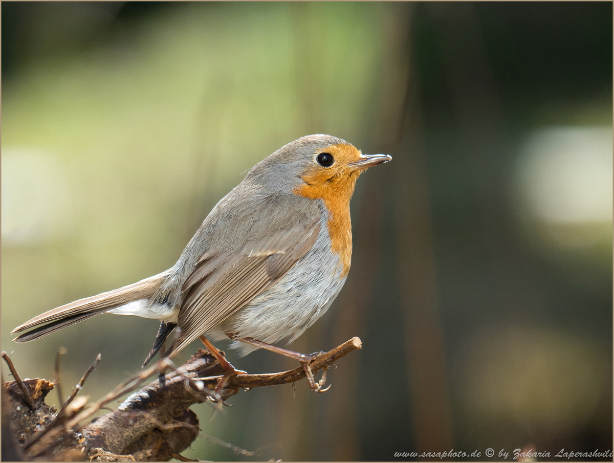 Das einheimische Rotkehlchen (Erithacus rubecula)