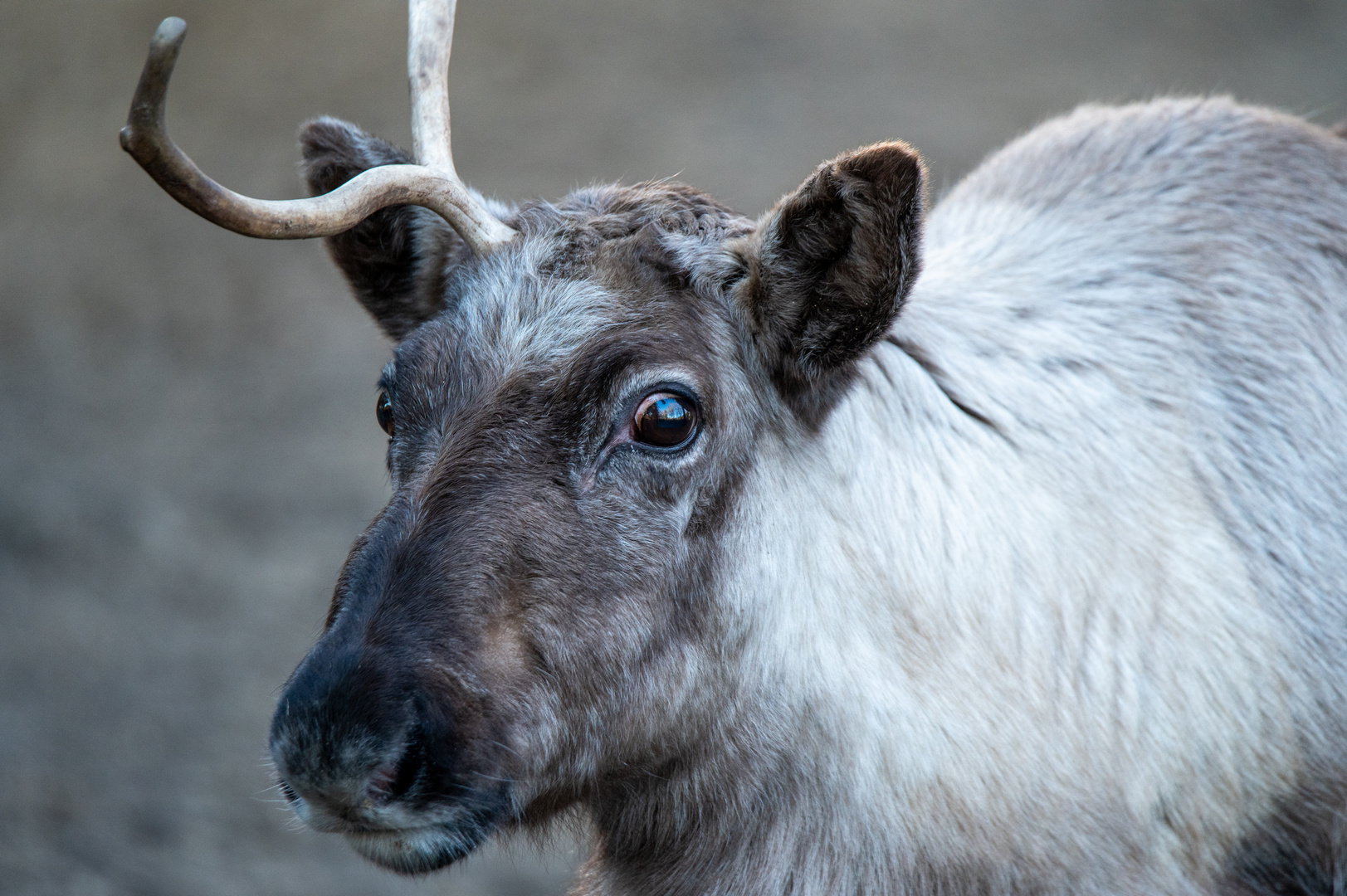 Das Einhorn