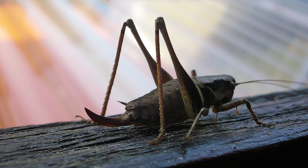 das EINHORN Foto & Bild | tiere, wildlife, insekten Bilder auf fotocommunity