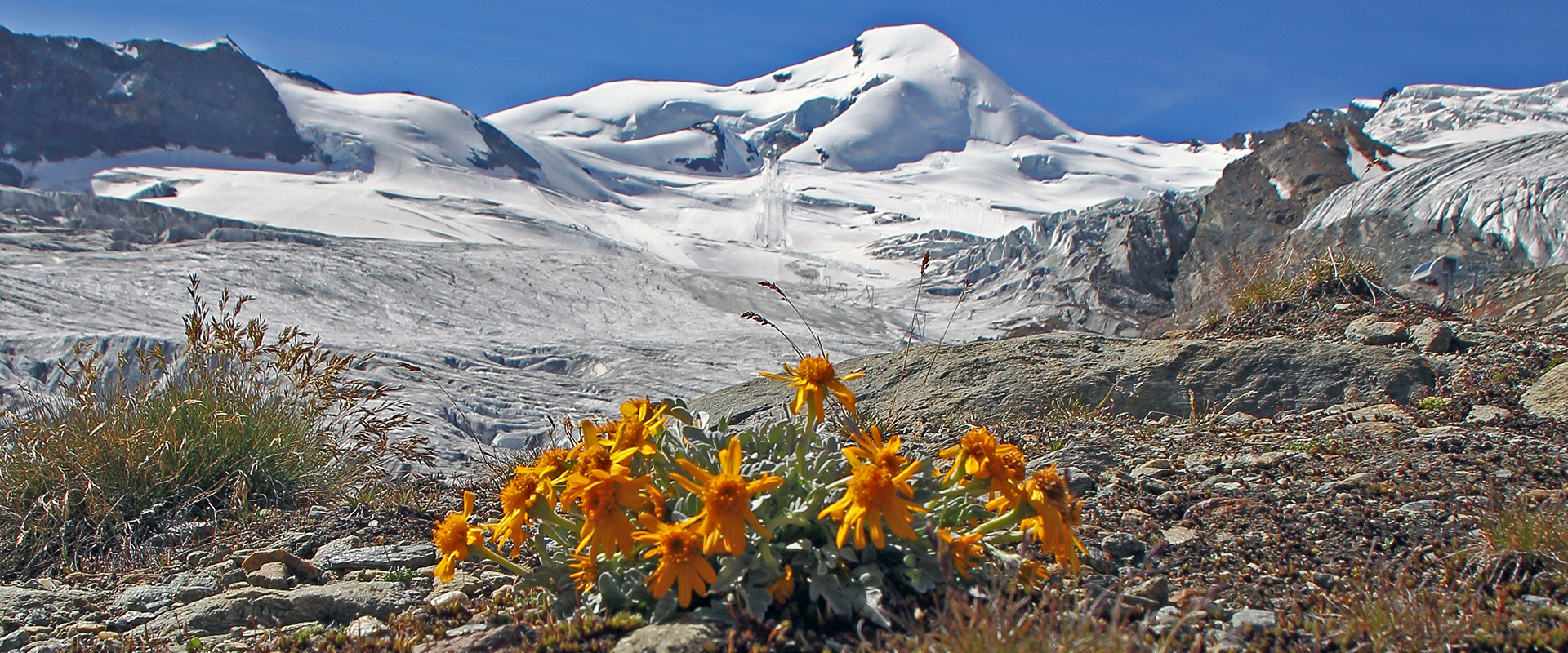 Das Einköpfige Kreuzkraut zählt im Wallis zu den größten botanischen Raritäten...