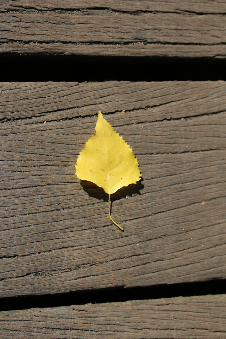 Das einsame Blatt