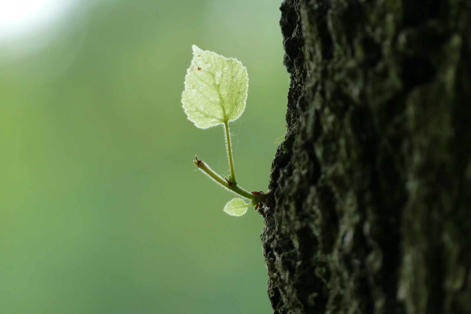 Das einsame Blatt