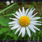 Das einsame Blümchen auf der Wiese.