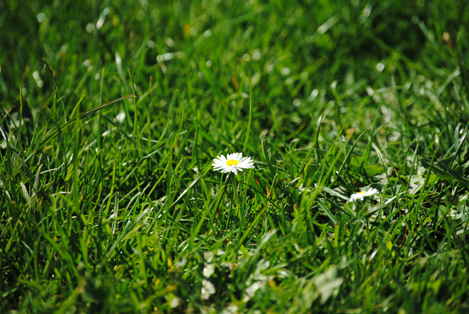 Das einsame Gänseblümchen