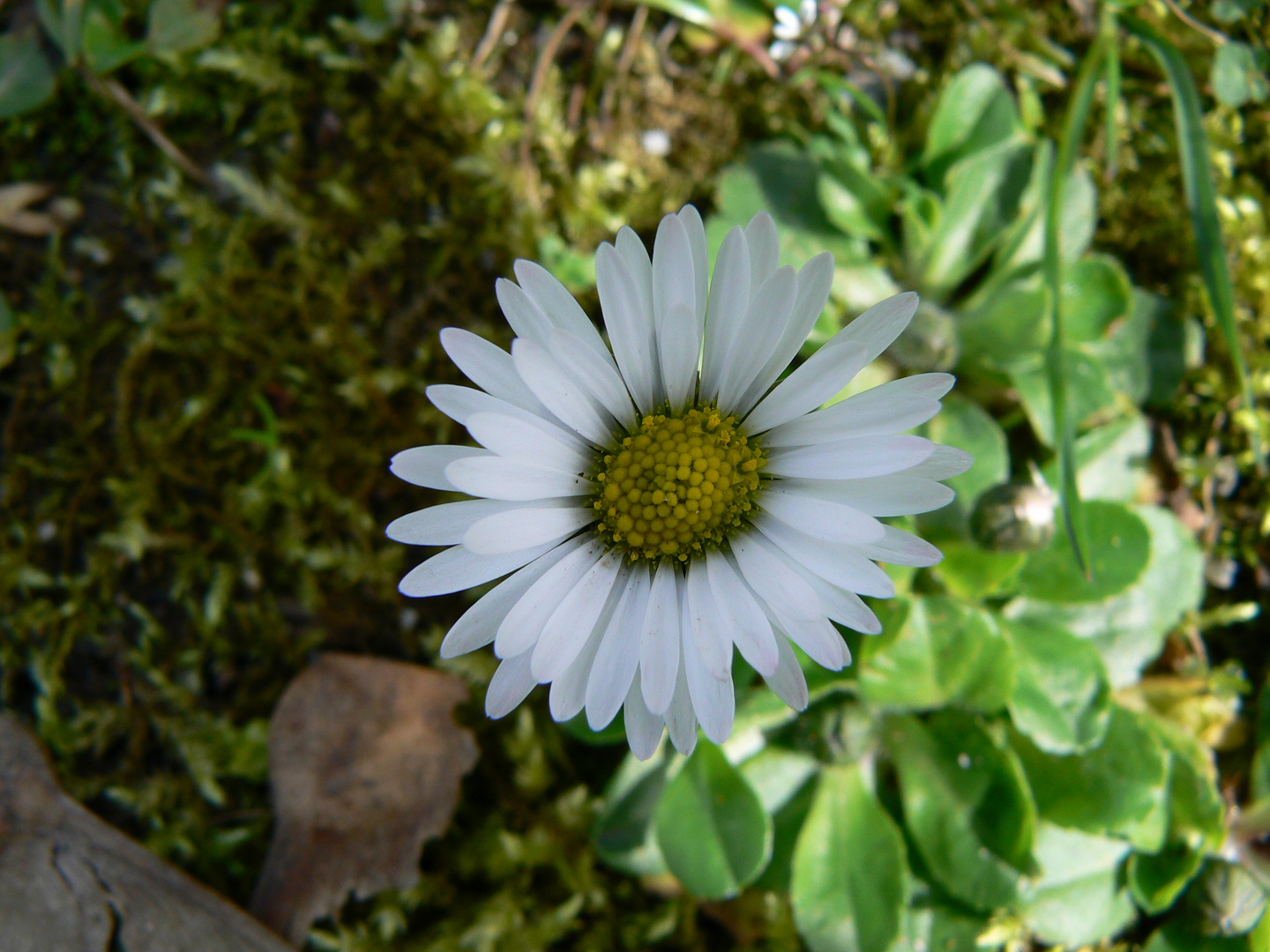 Das einsame Gänseblümchen