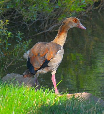 das einsame Gänsekind...