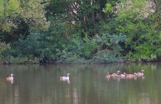 das einsame Gänsekind...