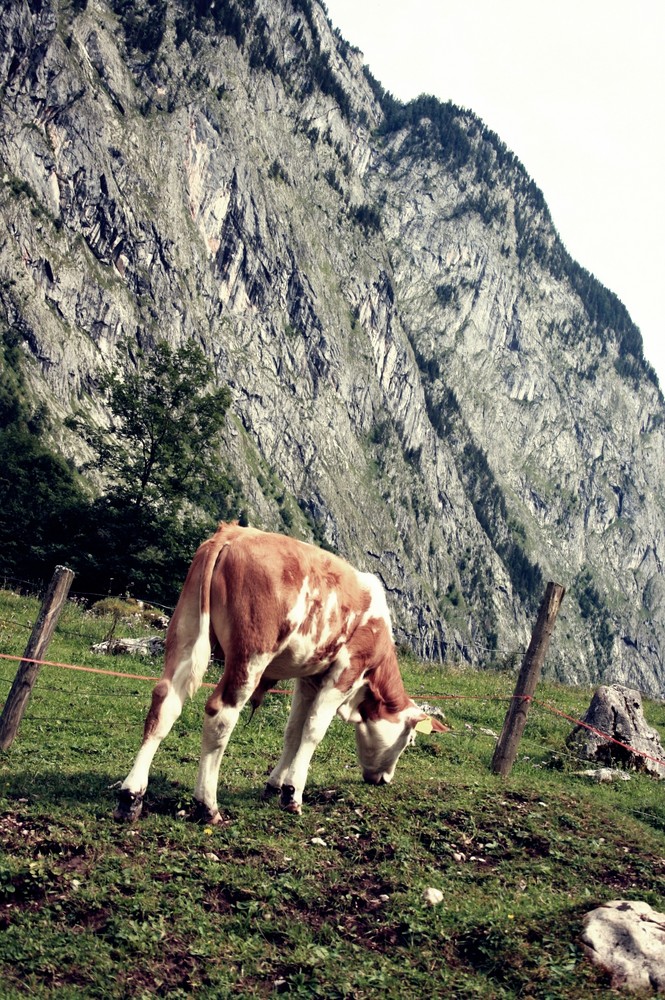 Das einsame Kalb vom Obersee