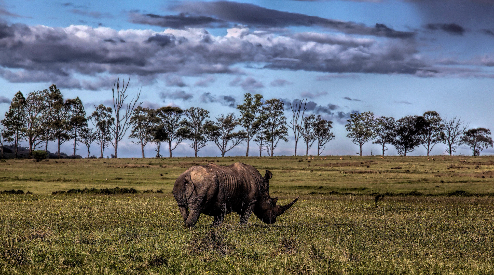 das einsame Rhinoceros im Lalibela Game Reserve, Südafrika .....
