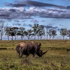 das einsame Rhinoceros im Lalibela Game Reserve, Südafrika .....