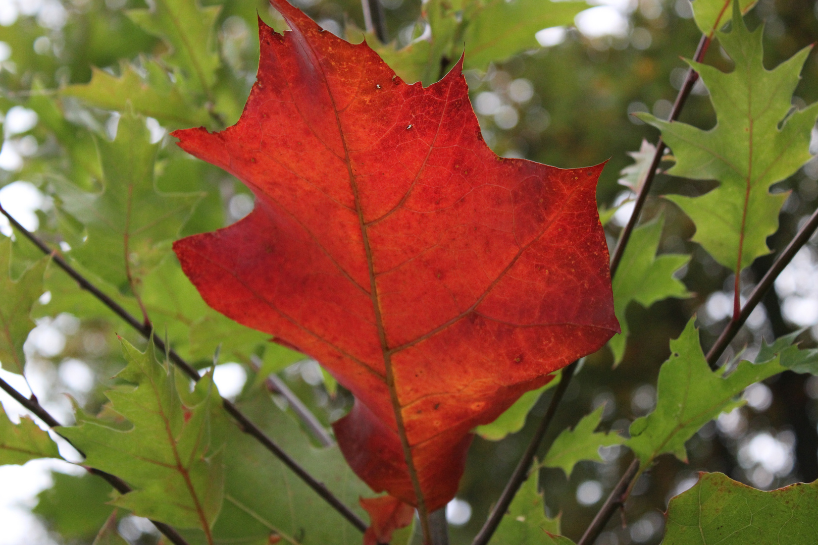 Das einsame rote Blatt