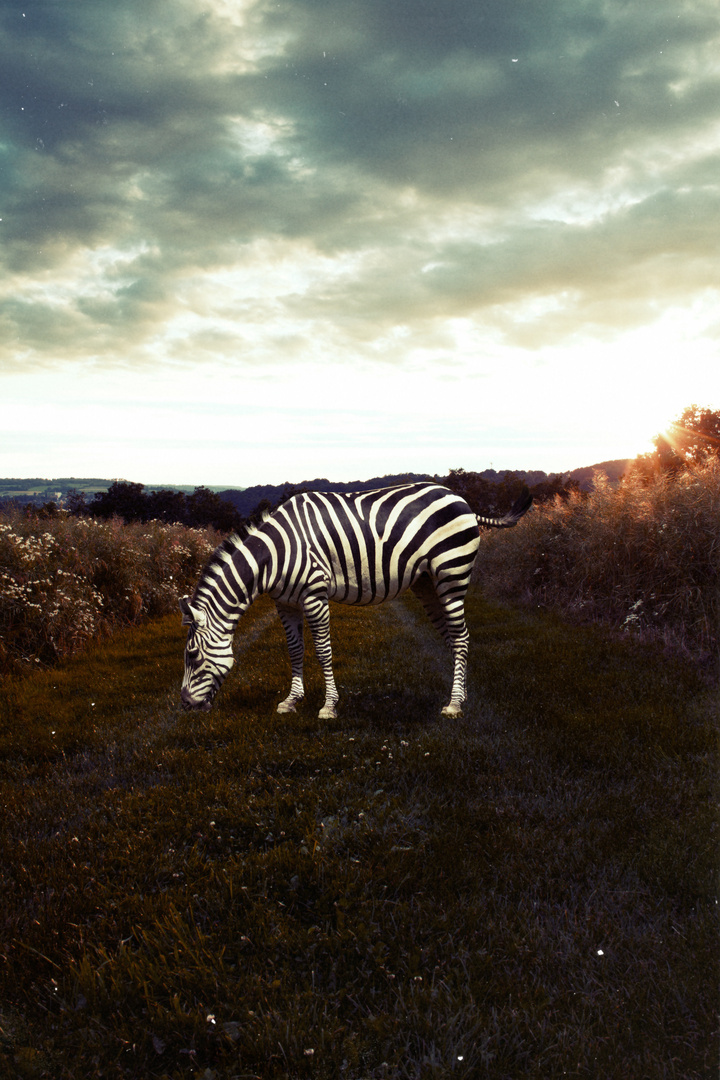 Das einsame Zebra