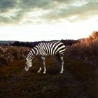 Das einsame Zebra