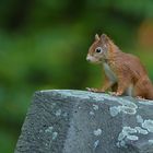 Das einsichtige Eichhörnchen