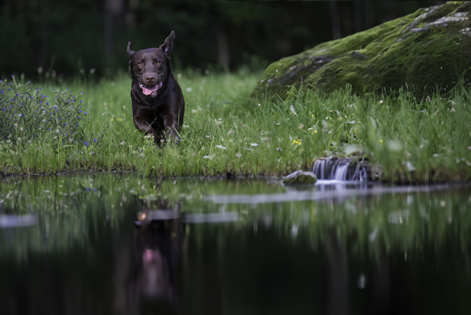 Das einzig echte ist der Labrador