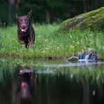 Das einzig echte ist der Labrador