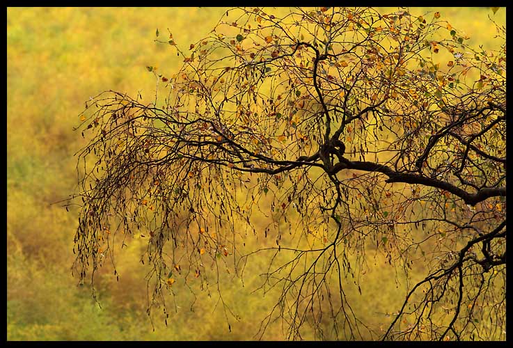 Das einzig Schöne im Herbst