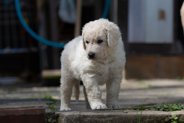 das einzige Mädchen