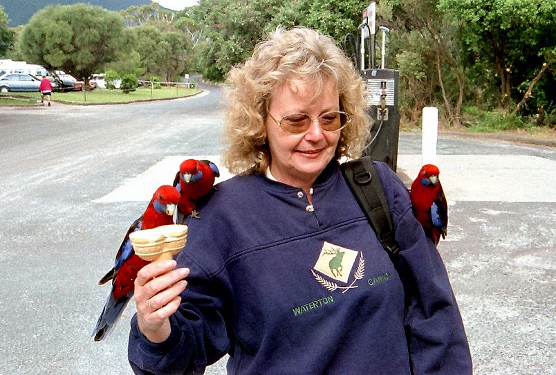 Das Eis war für die Vögel. (Wilsons Prom. NP)