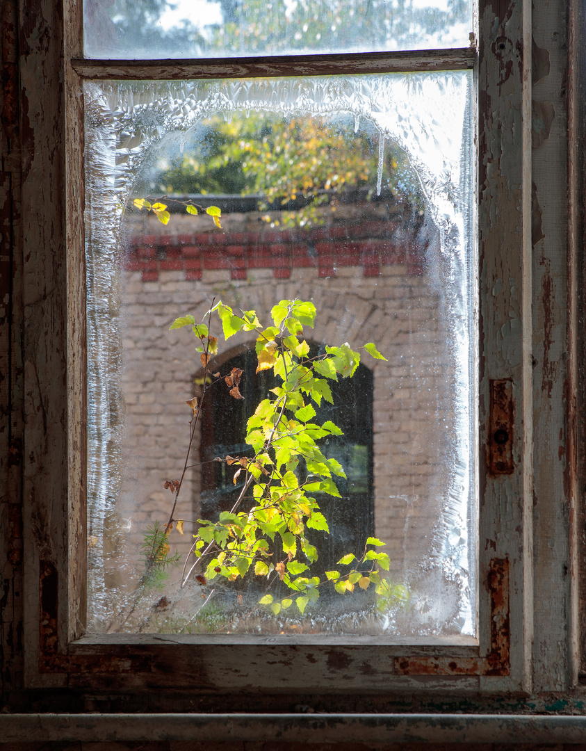 Das Eisblumenfenster 