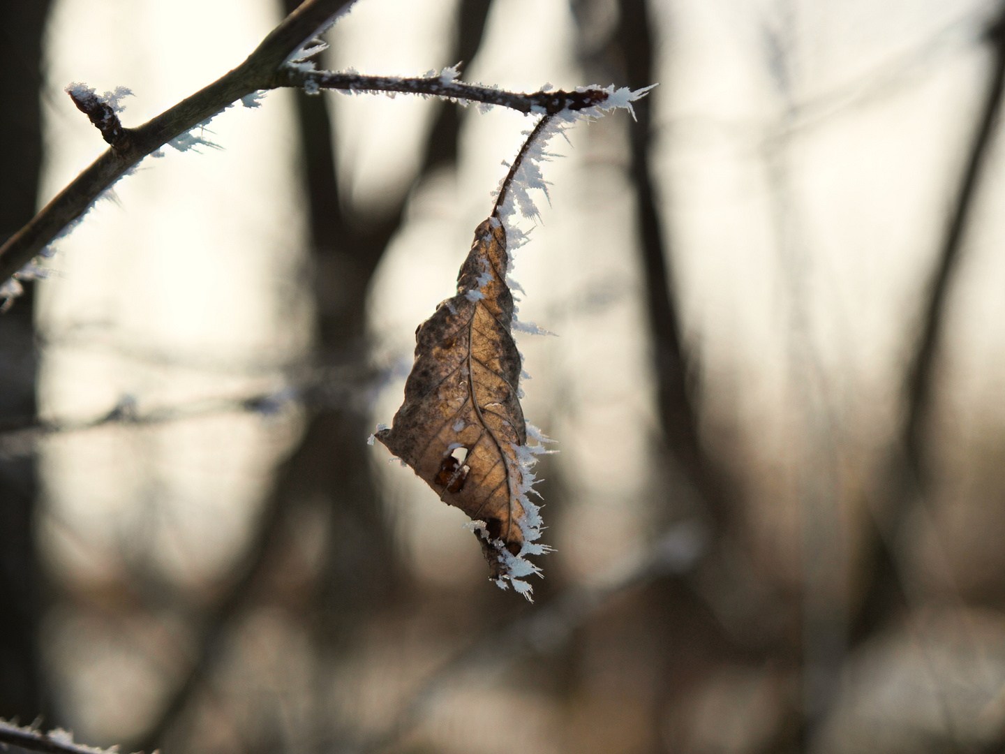 Das eisige Blatt