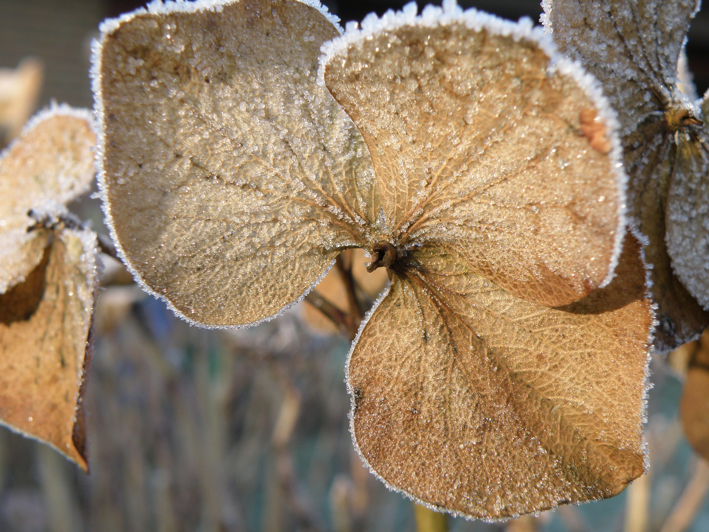 Das eisige Blatt