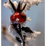 Das Eiskkostüm von Frau H. G. Butte