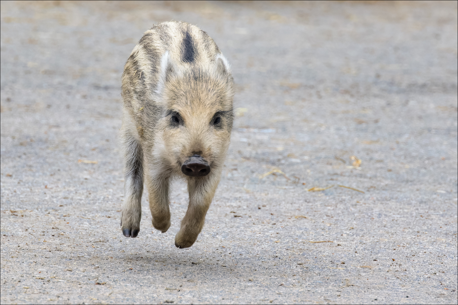 Das elastische Schweinchen