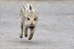 Das elastische Schweinchen