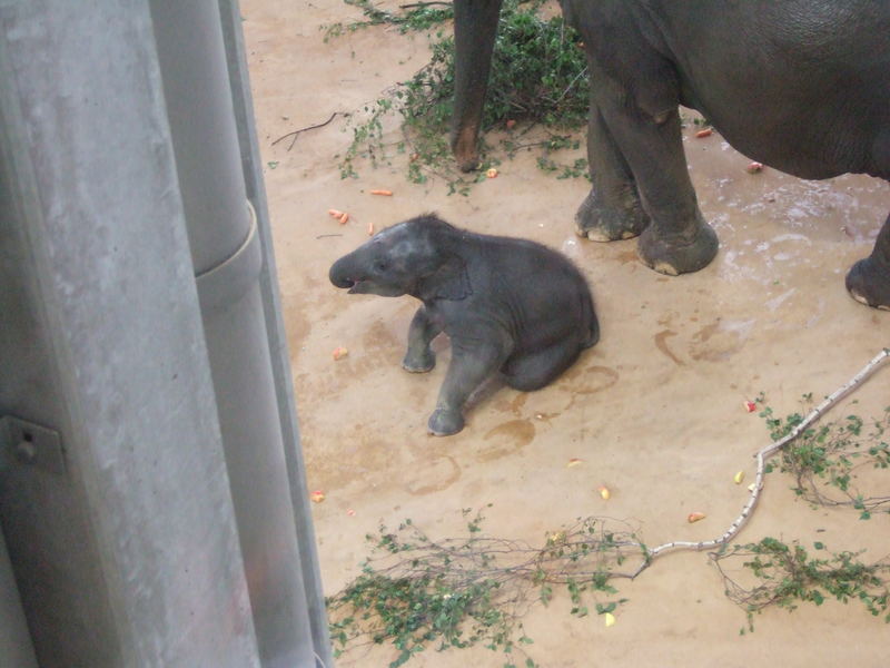 Das Elefantenbaby im Kölner Zoo