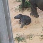 Das Elefantenbaby im Kölner Zoo