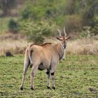 Das Elend mit dem Eland