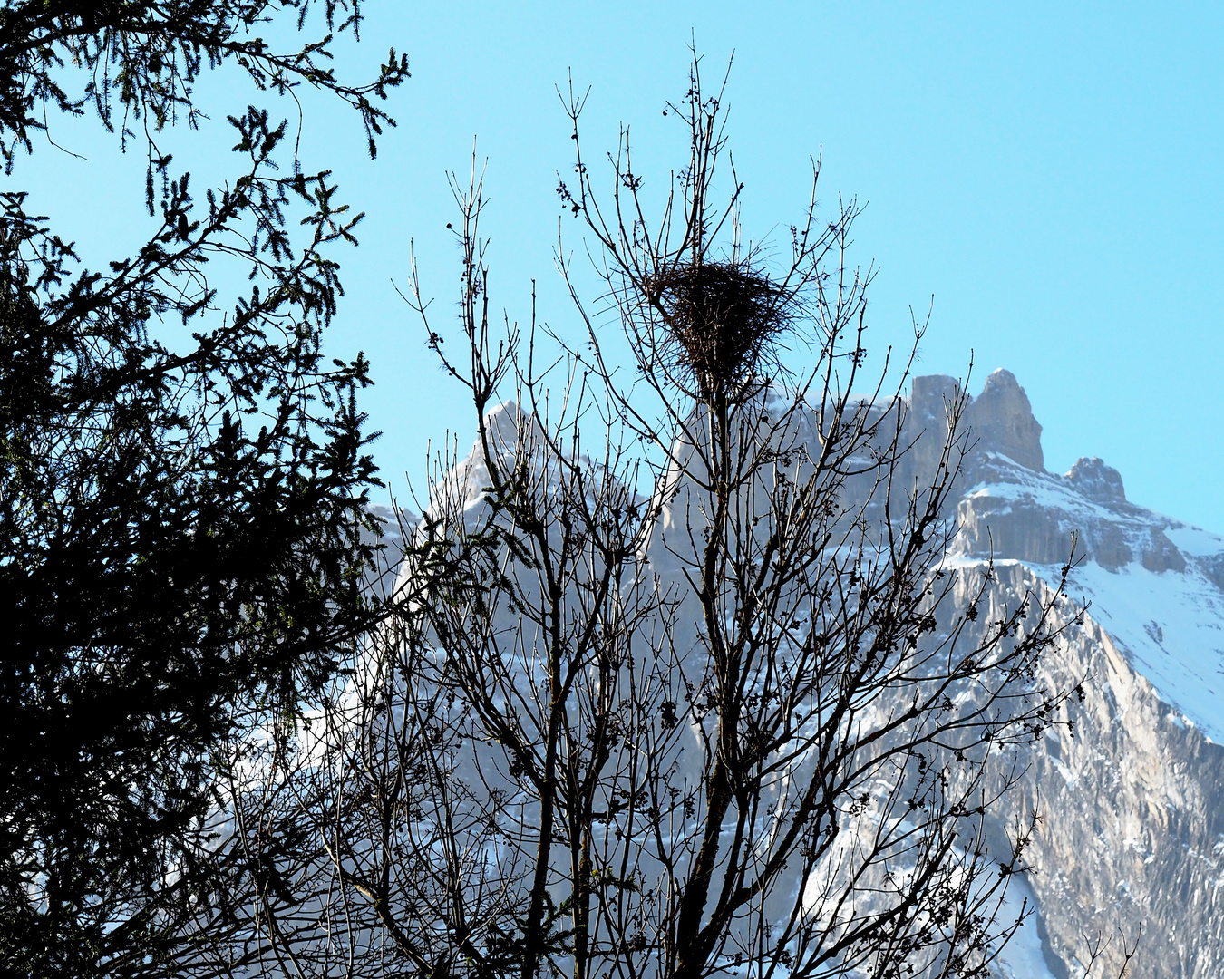 Das Elsternnest vor dem Wintereinbruch in tiefen Lagen ...