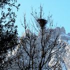 Das Elsternnest vor dem Wintereinbruch in tiefen Lagen ...