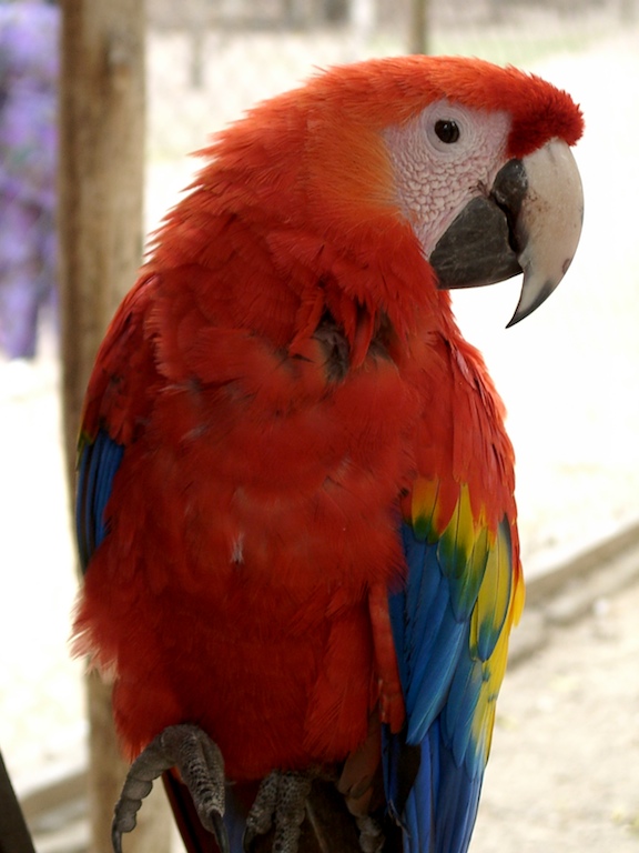 Das Empfangspersonal in Copan - Honduras